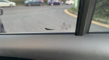 2025 Volkswagen ETSI MHEV R-Line DSG Euro 6 5-door (Blue) - Image: 23