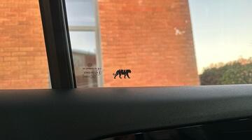 2025 Volkswagen ETSI MHEV R-Line DSG Euro 6 5-door (Blue) - Image: 28